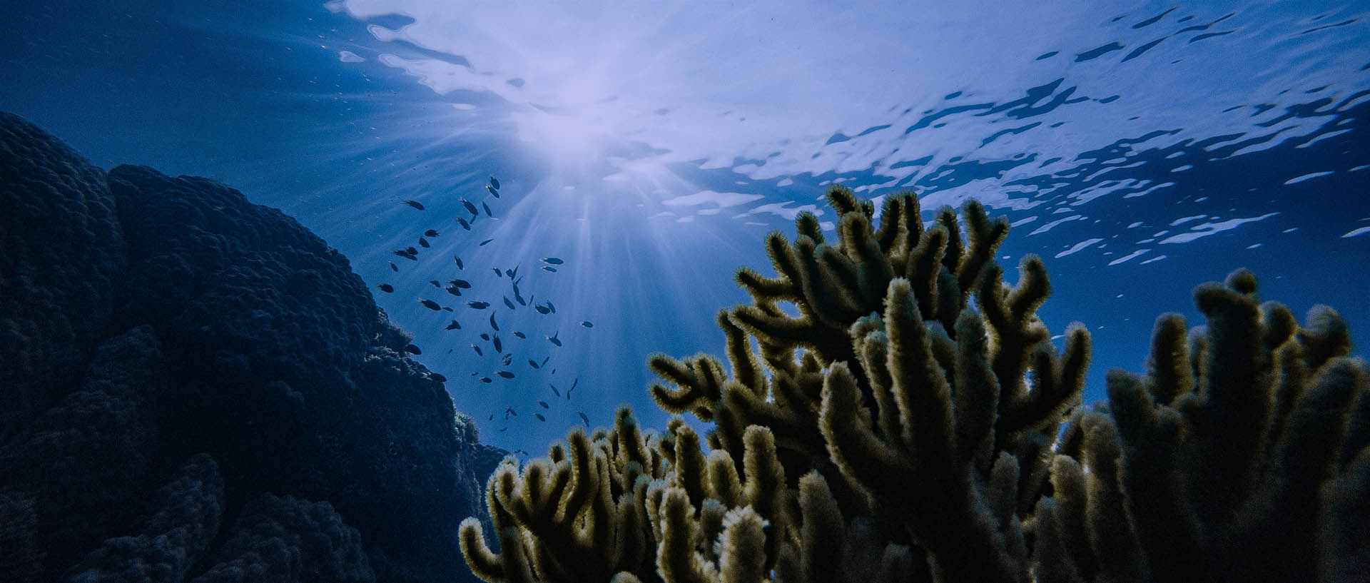 Masques de plongée avec correction bifocale | Sealens®